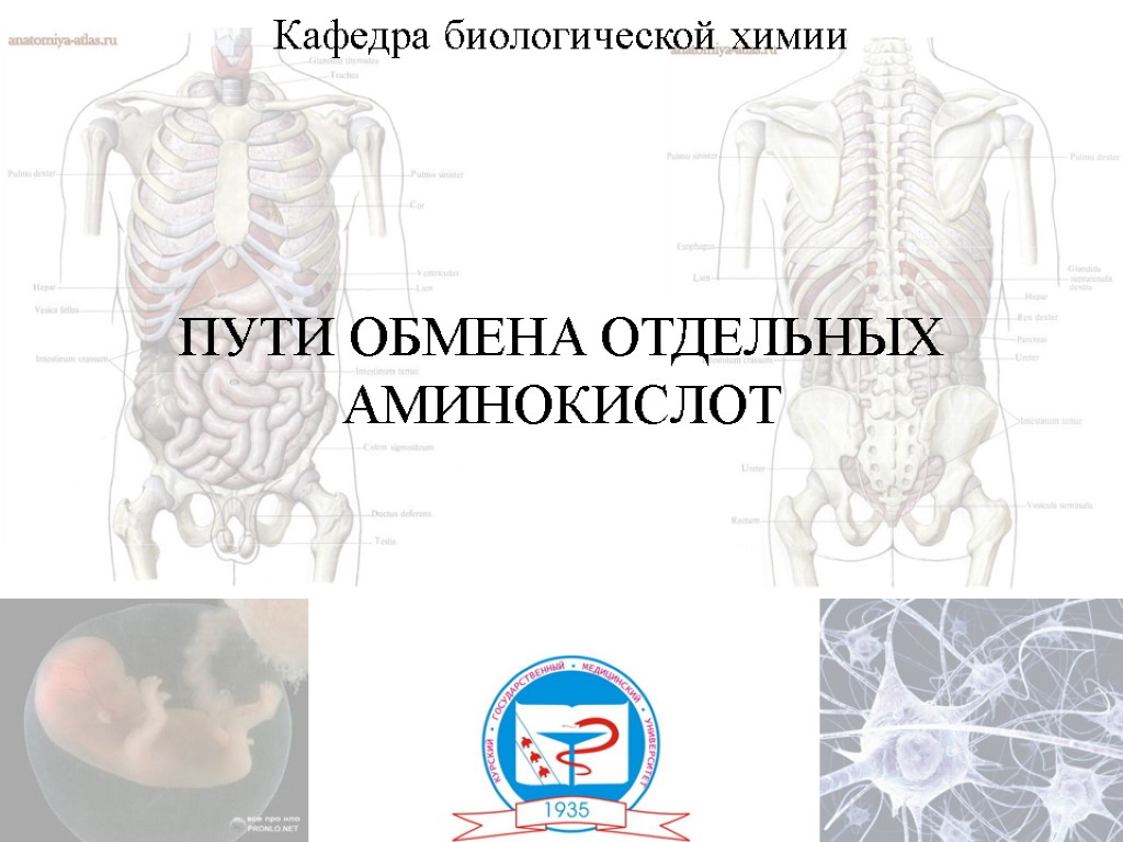 ПУТИ ОБМЕНА ОТДЕЛЬНЫХ АМИНОКИСЛОТ Кафедра биологической химии